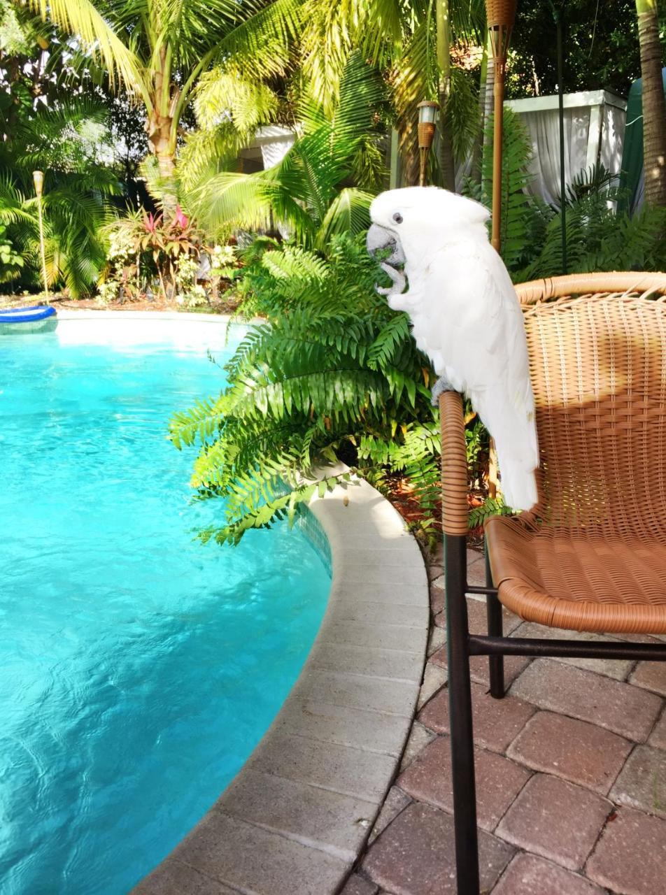 Calypso Inn Wilton Gay Male Resort Wilton Manors Exterior foto